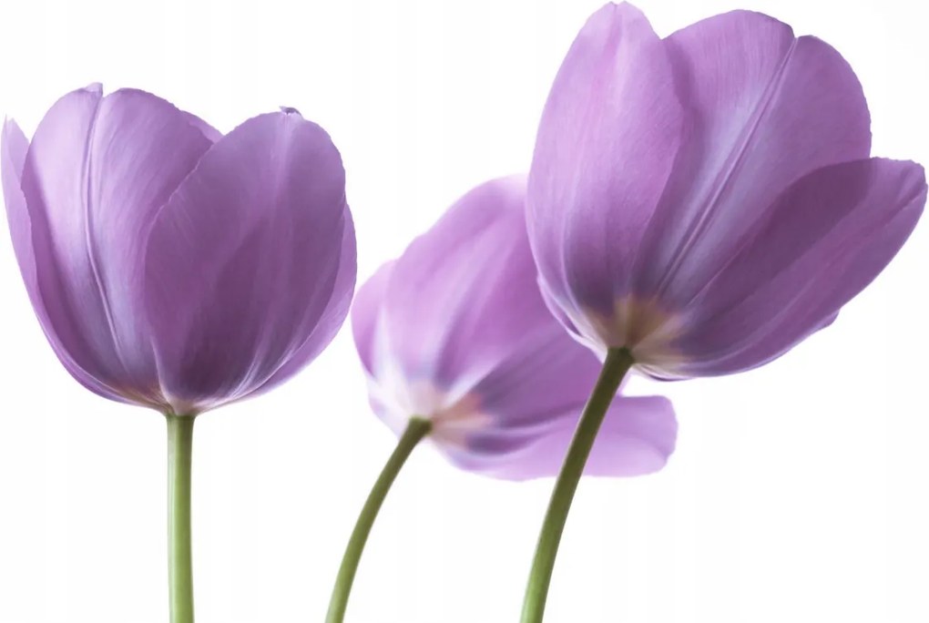 Poszter 45x30cm Lila tulipánok, Assaf Frank