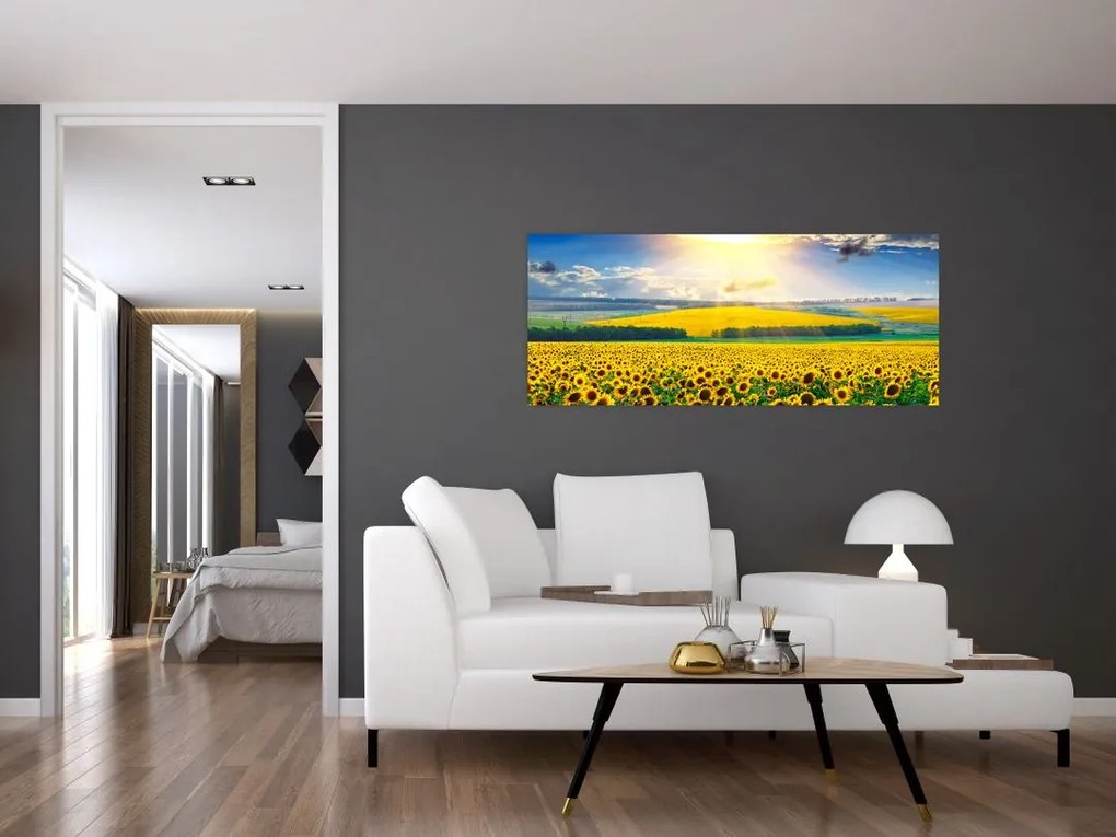 Kép - Napraforgó mező (120x50 cm)