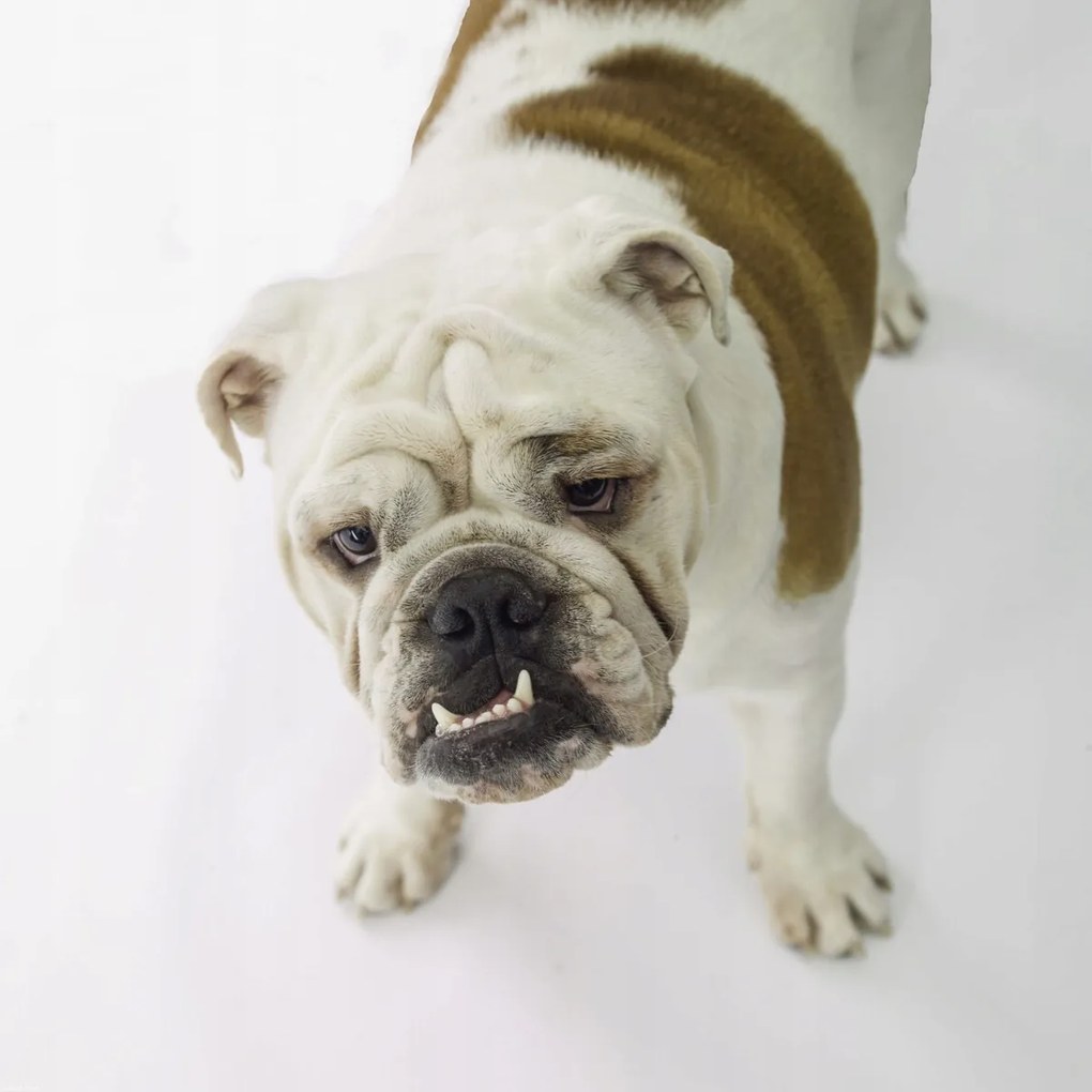 Poszter 50x50cm Brit bulldog, fehér alapon, Assaf Frank