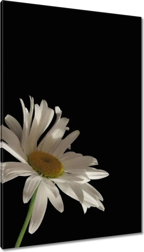 Vászonkép 80x120 Fehér virágego kamilla