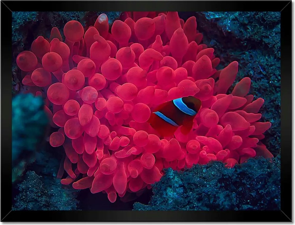 Poszterek keretben 40x30 Vad természet a tengerben