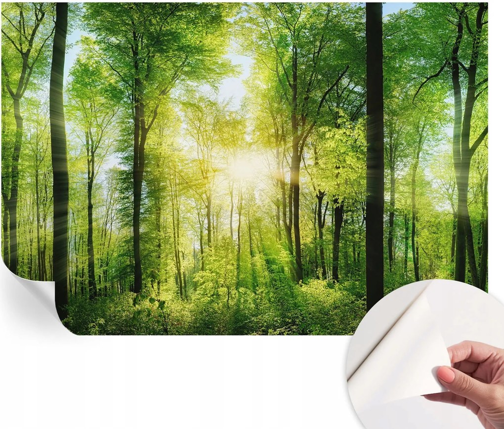 Fotótapéta Fali tapéta Hálószobába és Nappaliba Erdei harmónia 152x104 cm