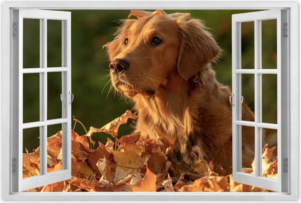 Poszterek 90x60 Őszi kutya portré fotó