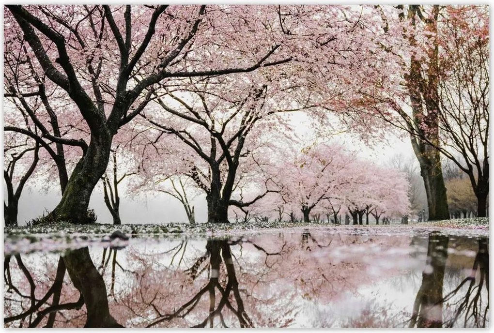 Poszterek 120x80 Fa Fák Kilátás