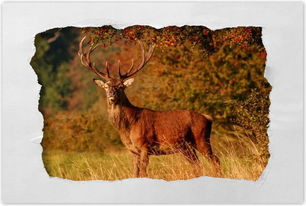 Poszter 60x40 Királyszarvas