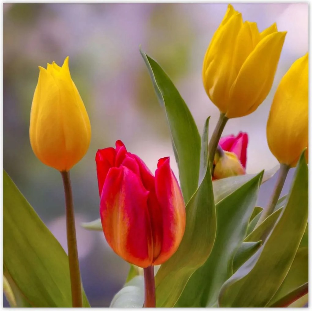 Poszterek 100x100 Tulipánok Virágok