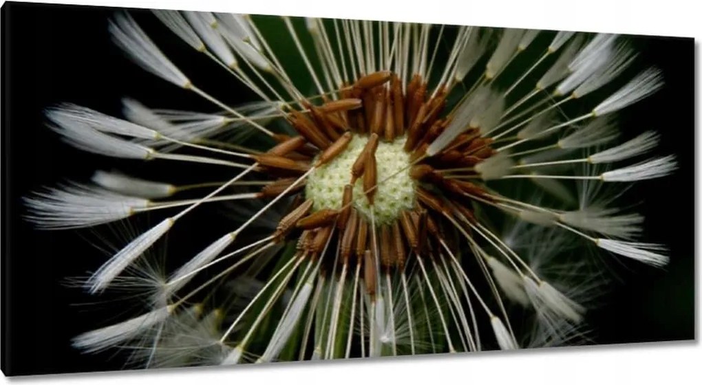 Vászonkép 115x55 Pitypang Virág Virágok