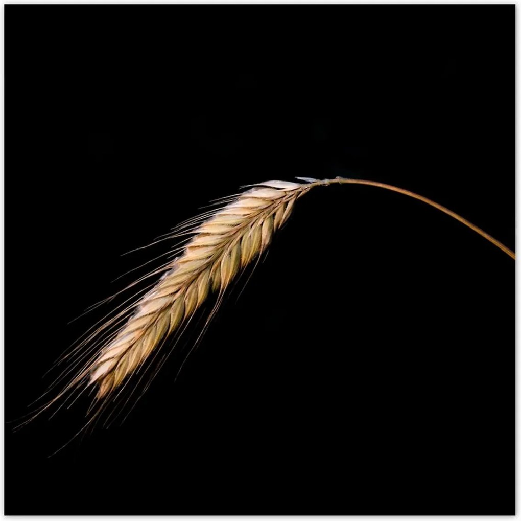 Poszterek 100x100 Kalász rozs gabona arany