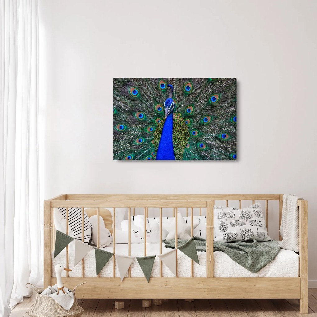 Kép - Páva (90x60 cm)