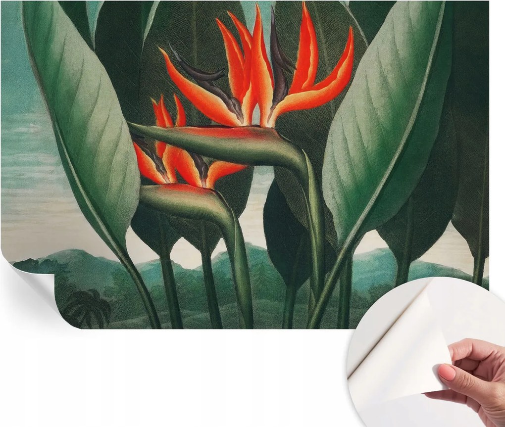 Öntapadós Fali Fotótapéta Hálószobába Egzotikus virágok 104x70 cm