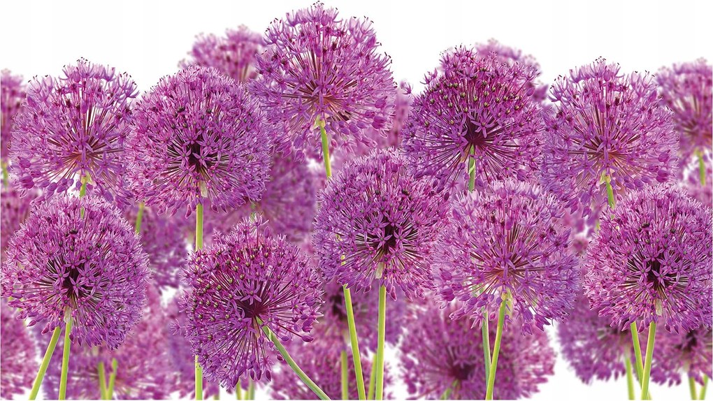 Fotótapéta Lila gömbök Allium vinil finomság 368x280 +ragasztó