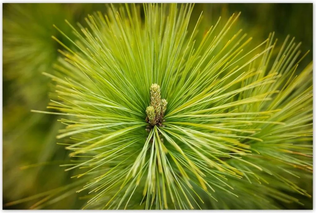 Poszterek 120x80 Ág