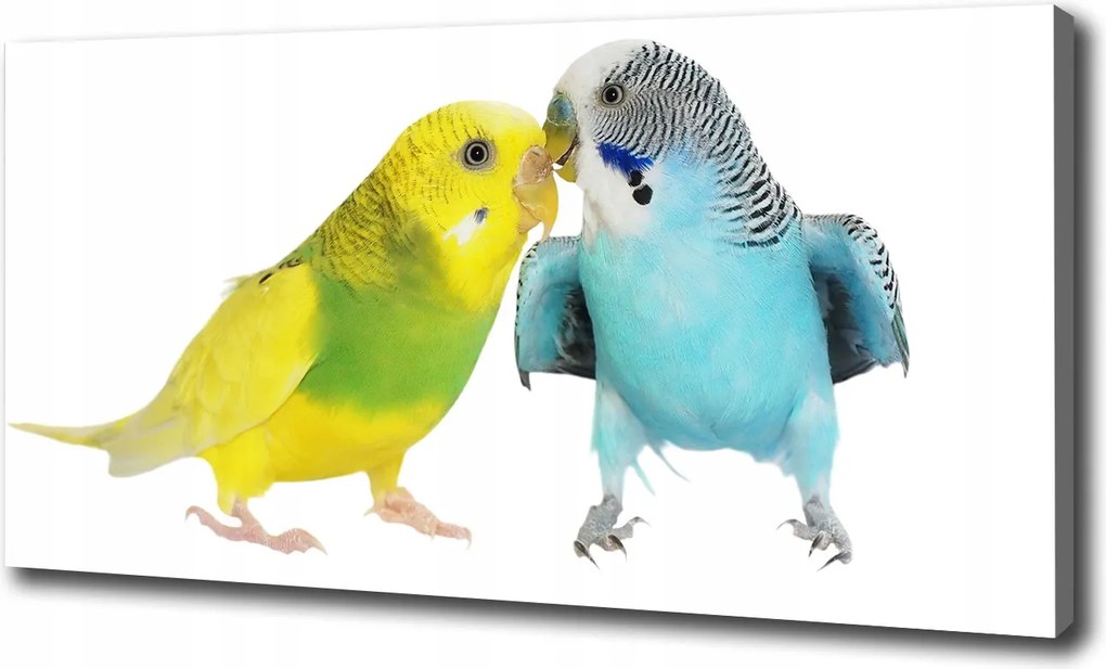 Vászonkép Hullámos papagájok 120x60 cm