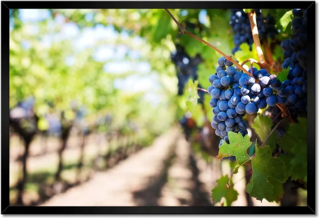 Poszterek keretben 60x40 Szőlőbirtok napsütésben