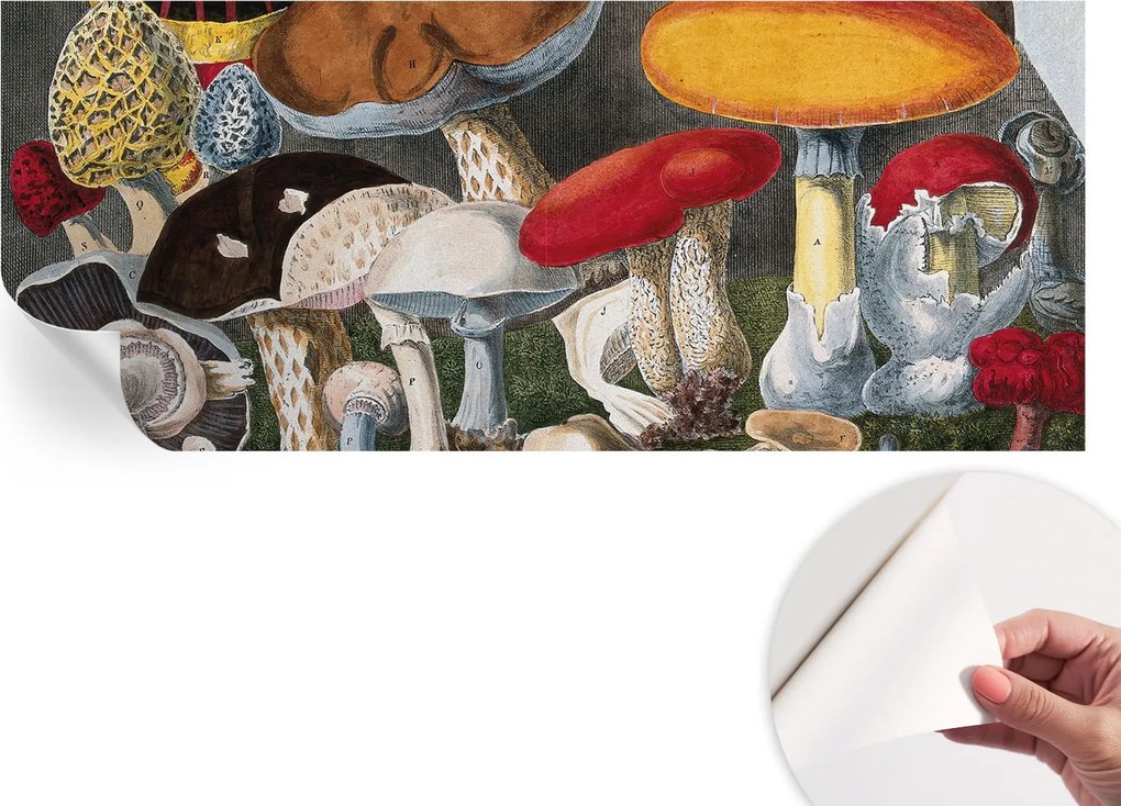 Matt öntapadós fotótapéta Falra Botanikus gombák 250x104 cm