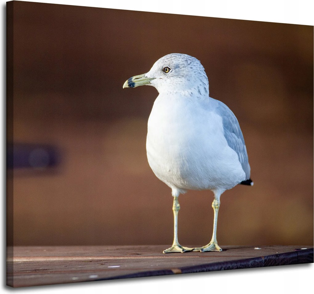 Vászonkép Állatok Madár Tengeri sirály 100x80