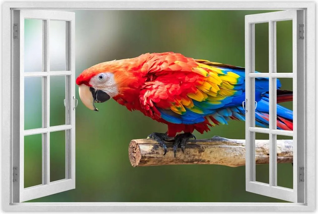 Poszterek 120x80 Színes papagáj
