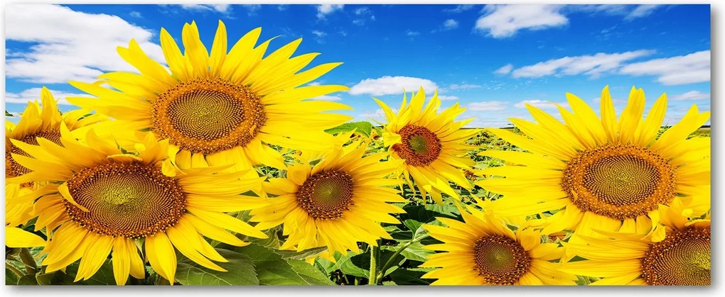 Modern üvegpanel a konyhába Napraforgók XXL