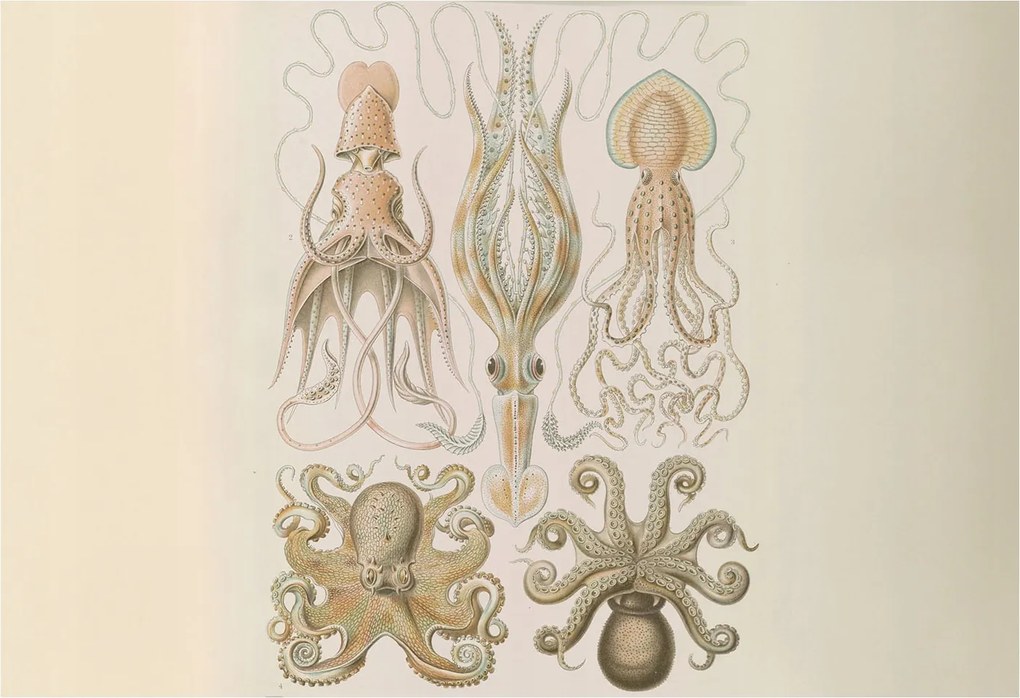 Fotótapéta Flizelin Dekoratív Hálószoba Tengeri élet 152x104 Ragasztó