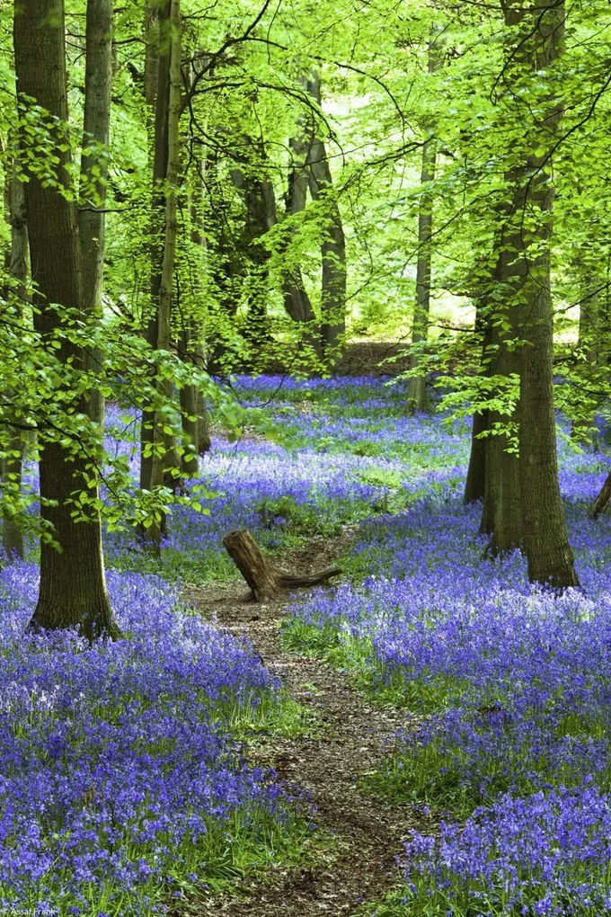 Poszter 20x30cm Ösvény az erdőben Bluebell, Assaf Frank