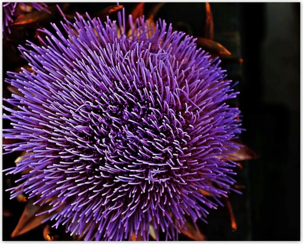 Poszterek 50x40 Virág Lila Csipkebogyó