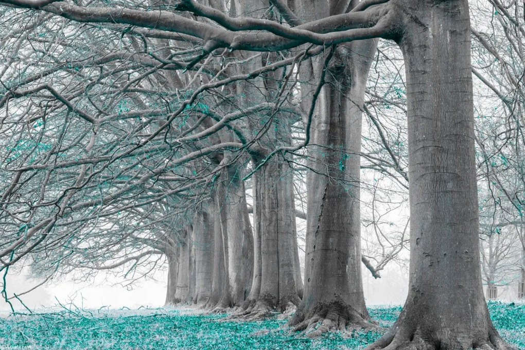 Poszter 30x20cm Fák egy sorban türkiz levelek, Assaf Frank