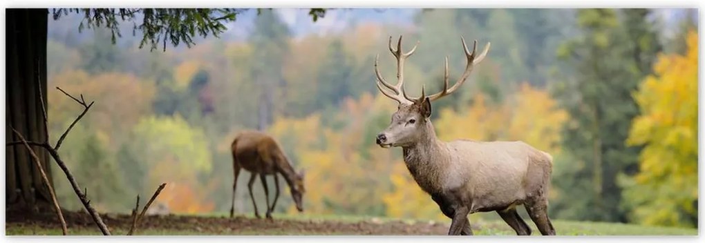 Poszterek 200x66 Szarvas a szeretett szarvassal