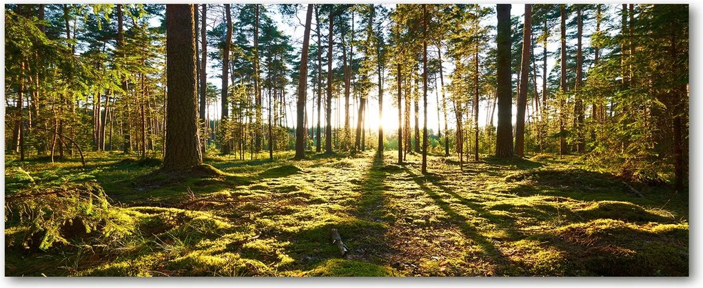Modern üvegpanel a konyhába Fenyőerdő XXL