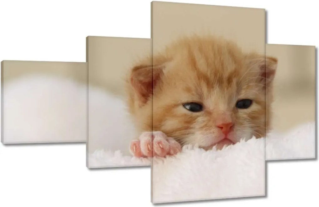 Vászonkép 130x80 Kedves cica