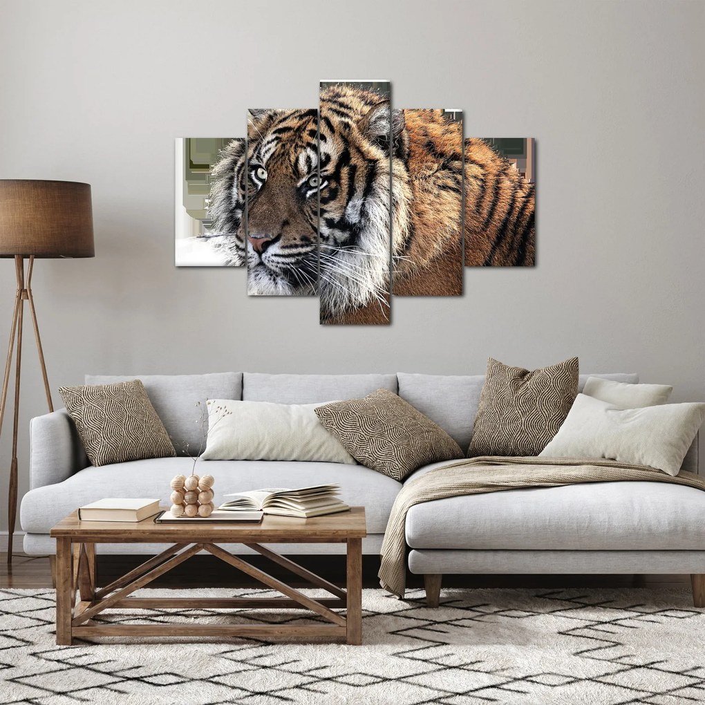 Tigris képe (150x105 cm)