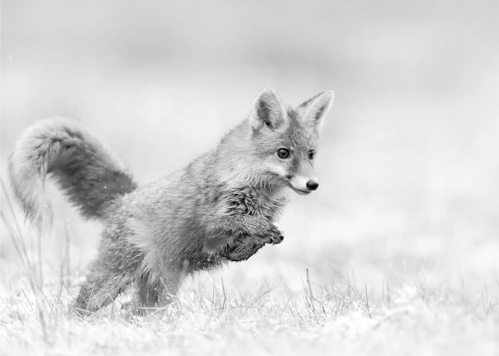 Kép - Ugró róka, fekete-fehér (70x50 cm)