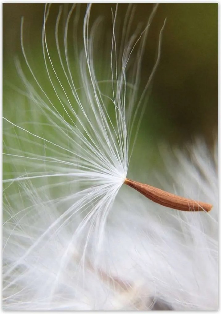 Poszterek 70x100 Pitypang Virág Virágok