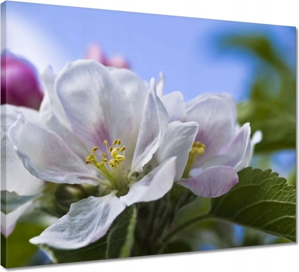 Vászonkép 50x40 Almafa virág