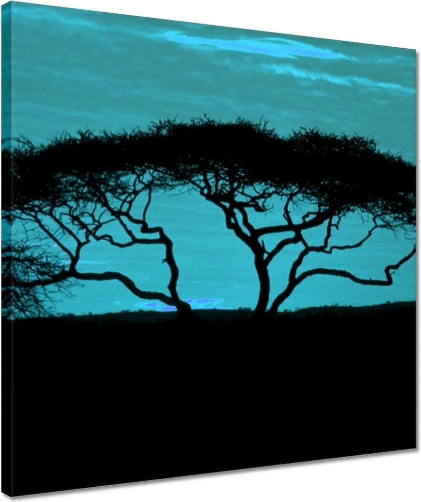 Vászonkép 40x40 Akác a szavannán