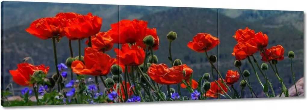 Vászonkép 120x40 Piros pipacs Virágok