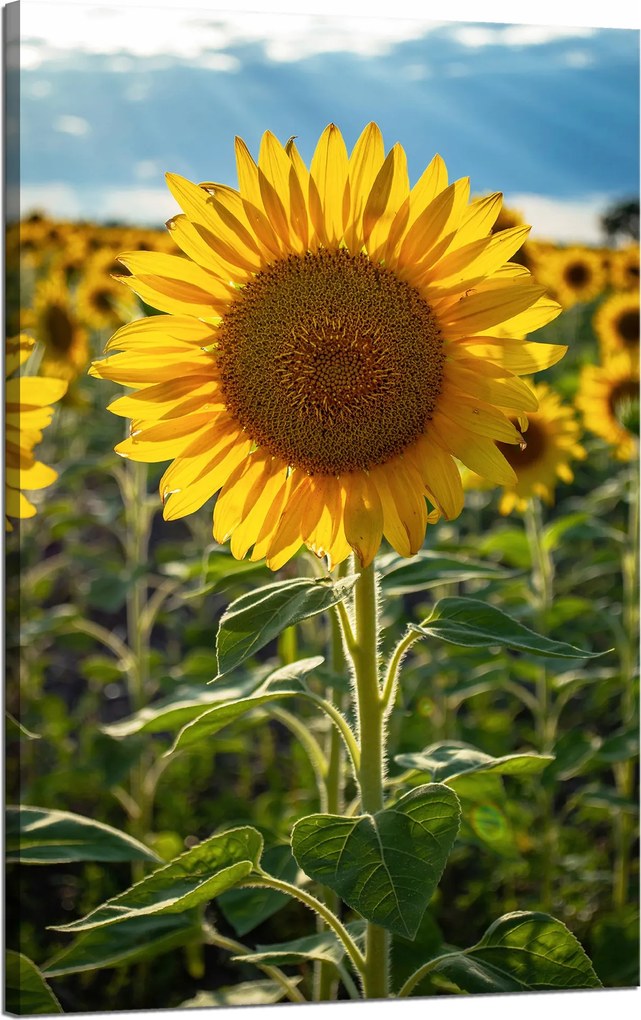 Vászonkép Botanika Napraforgó a mezőn 50x80
