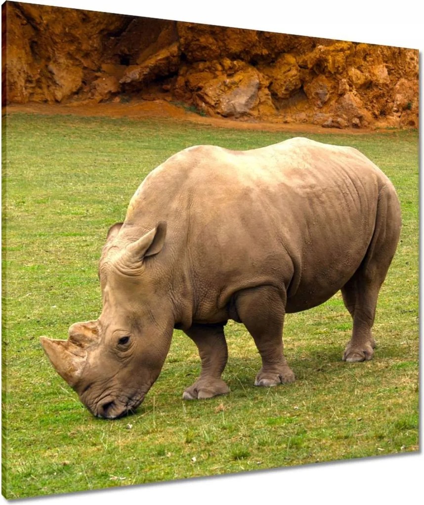 Vászonkép 80x80 Állatok