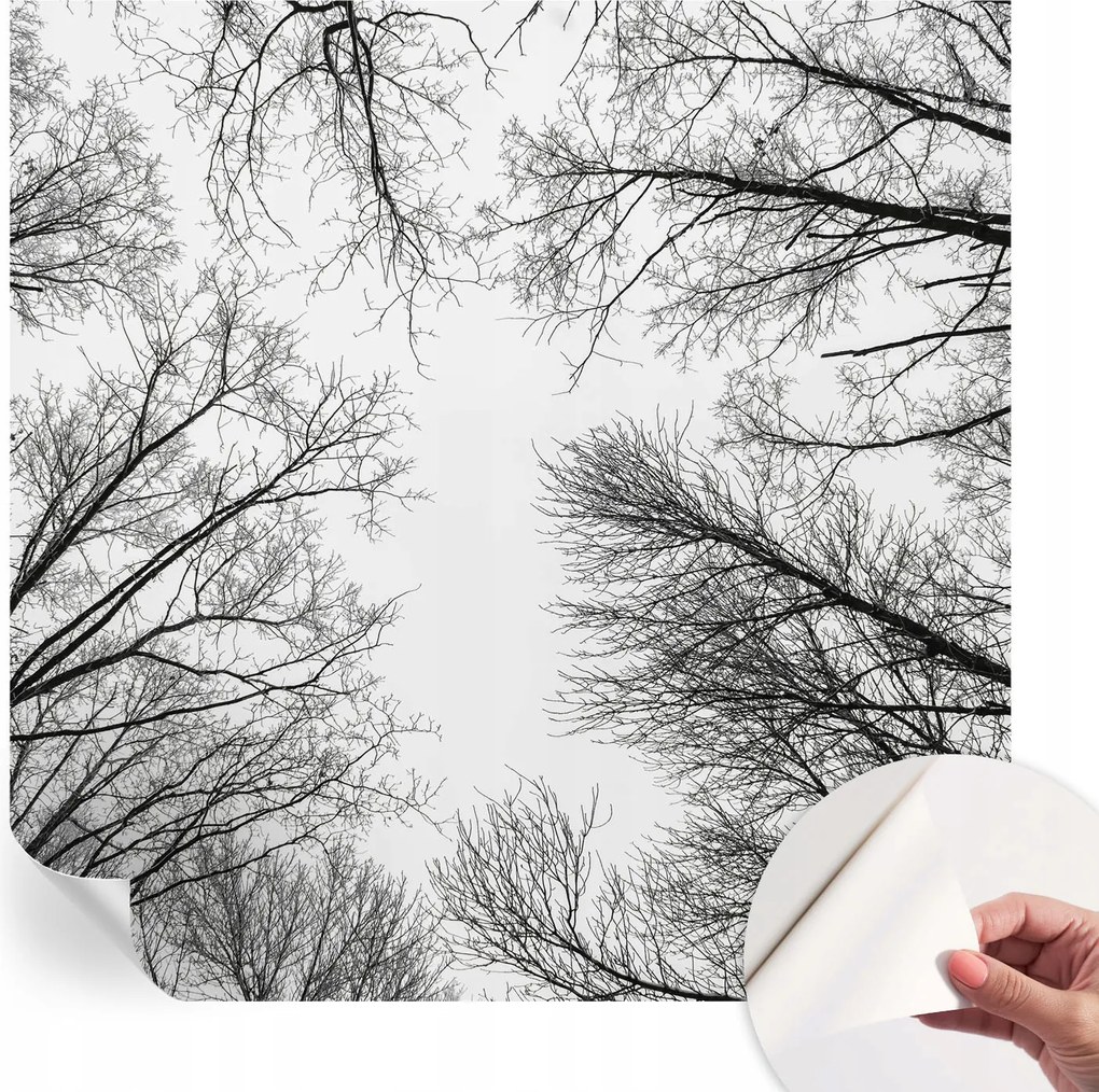 Öntapadós Dekoratív Fotótapéta Hálószobába Meztelen ágak 250x250 cm