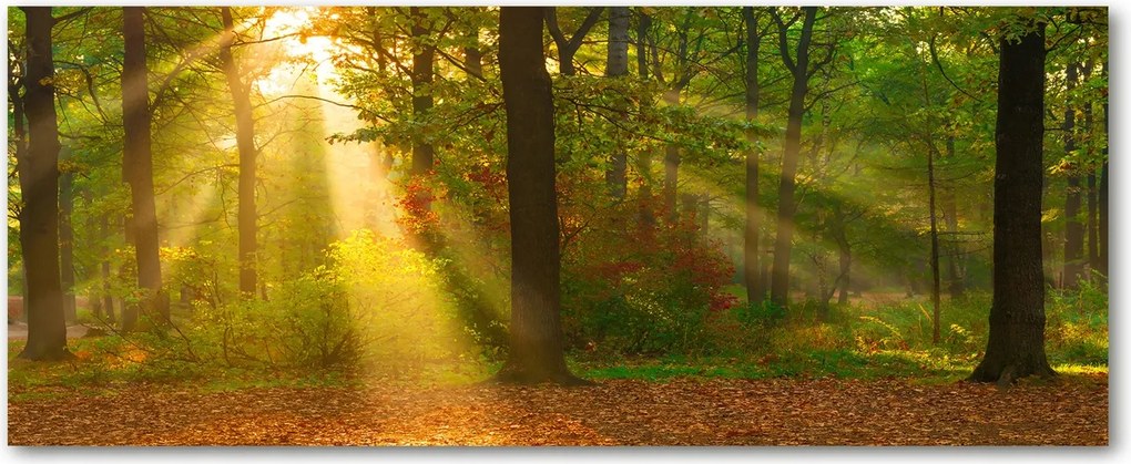 Védőpanel a konyhába üvegből Erdő a napsütésben XXL