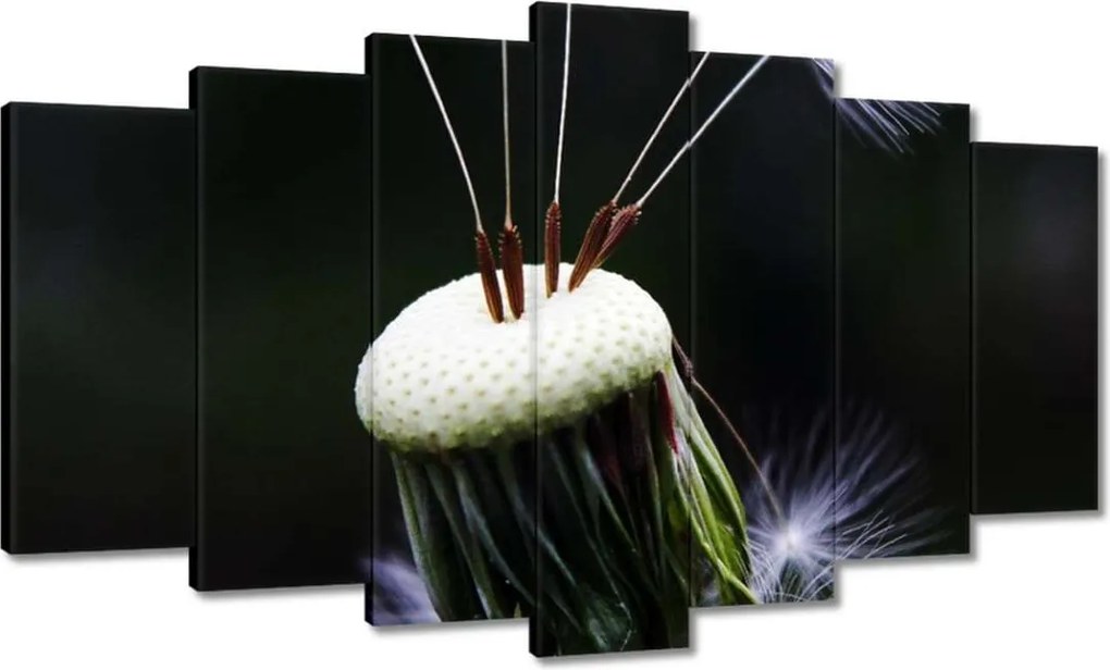 Vászonkép 140x80 Pitypang Virág Virágok