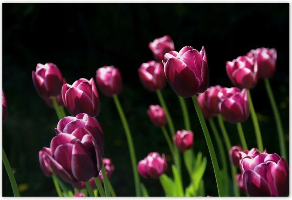 Poszterek 200x135 Lila tulipánok
