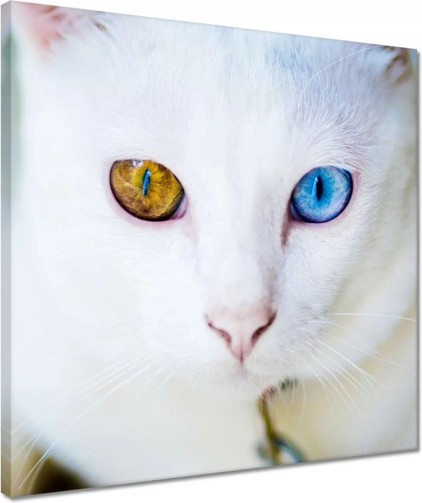 Vászonkép 40x40 Macska mesés szemekkel