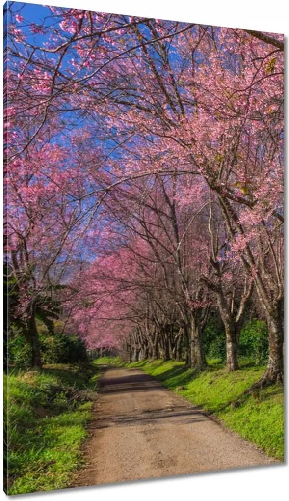 Vászonkép 80x120 Virágzó cseresznye