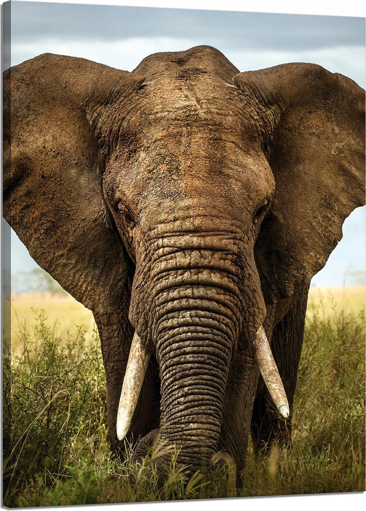 Vászonkép Elefánt a magas fűben Afrika 50x70 cm Ideális ajándék