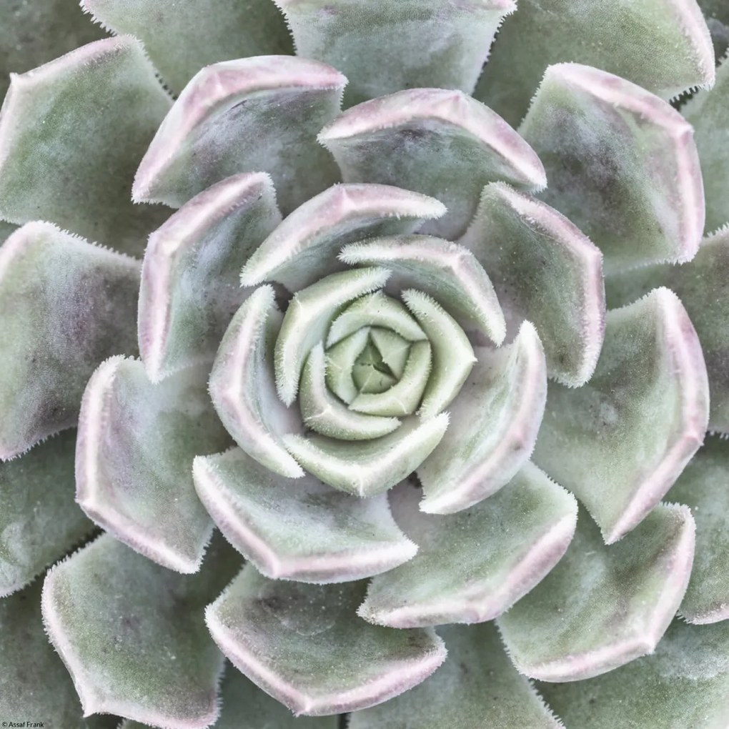 Poszter 30x30cm Pozsgás, Assaf Frank