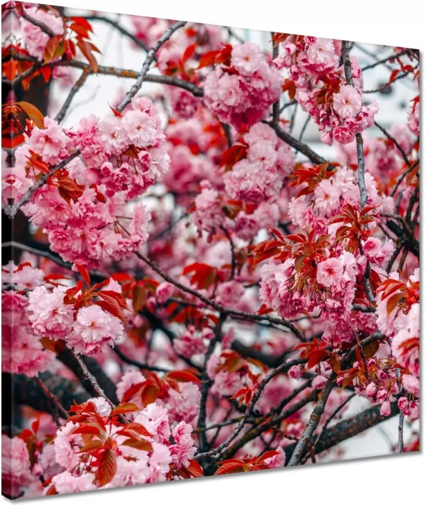 Vászonkép 40x40 Finom virágok Virágok