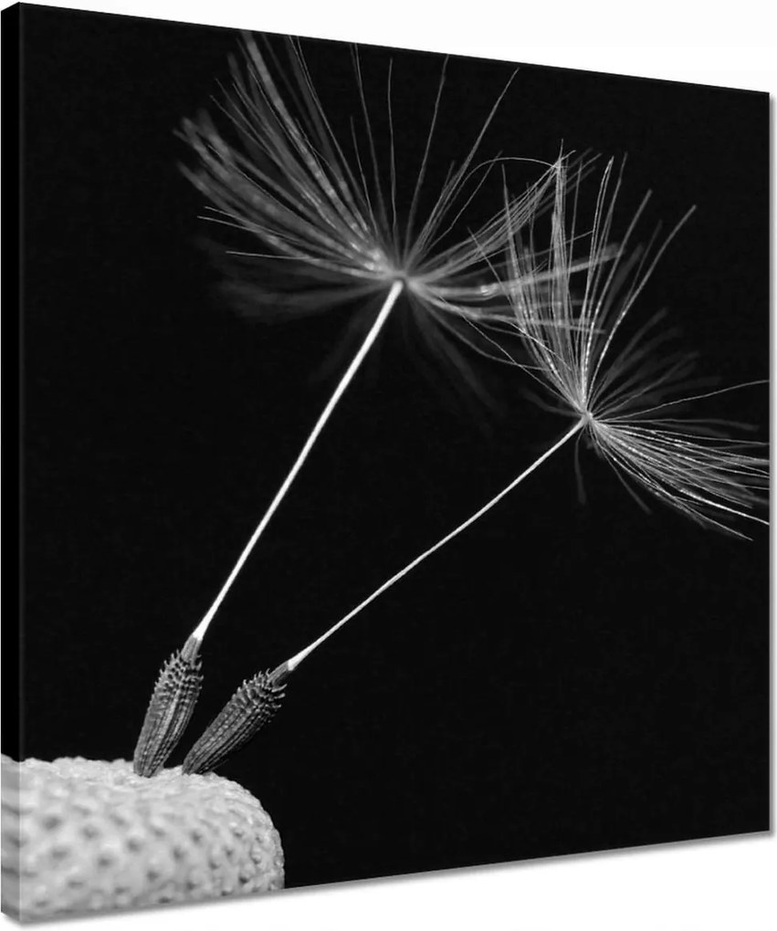 Vászonkép 40x40 Pitypang Virág Virágok