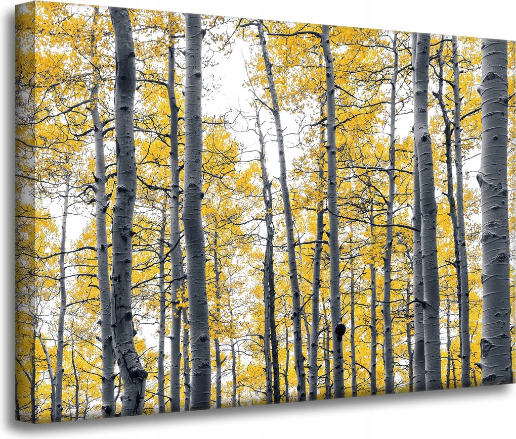 Vászonkép Nyírfák Sárga levelek Természet Tavasz 70x50 cm