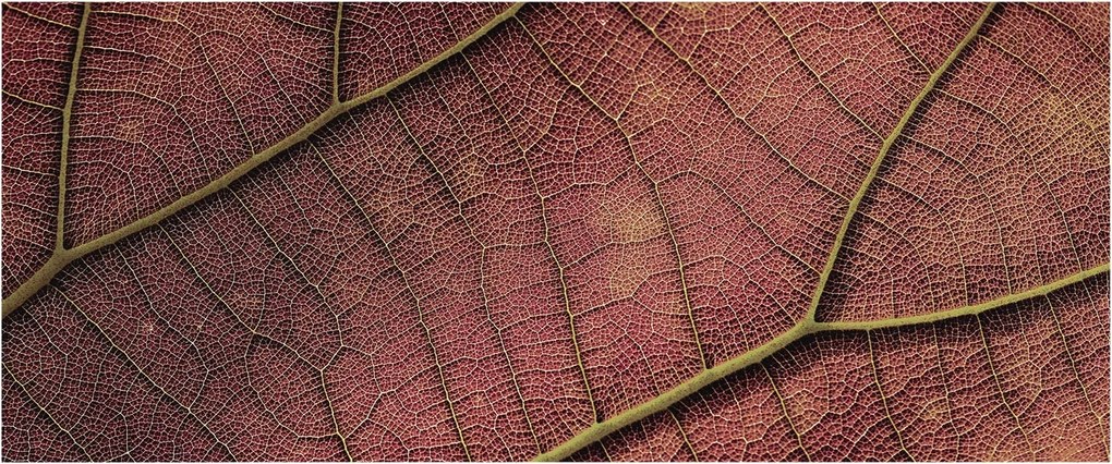 Stílusos Dekoratív fotótapéta Flizelin Leveles textúra 250x104