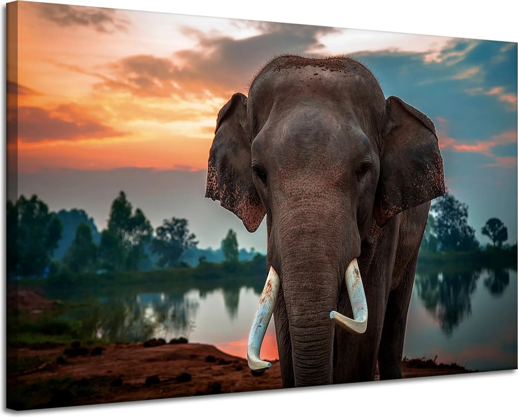 Vászonkép Gyönyörű Ég Elefánt Természet 120x80 cm Ideális ajándék